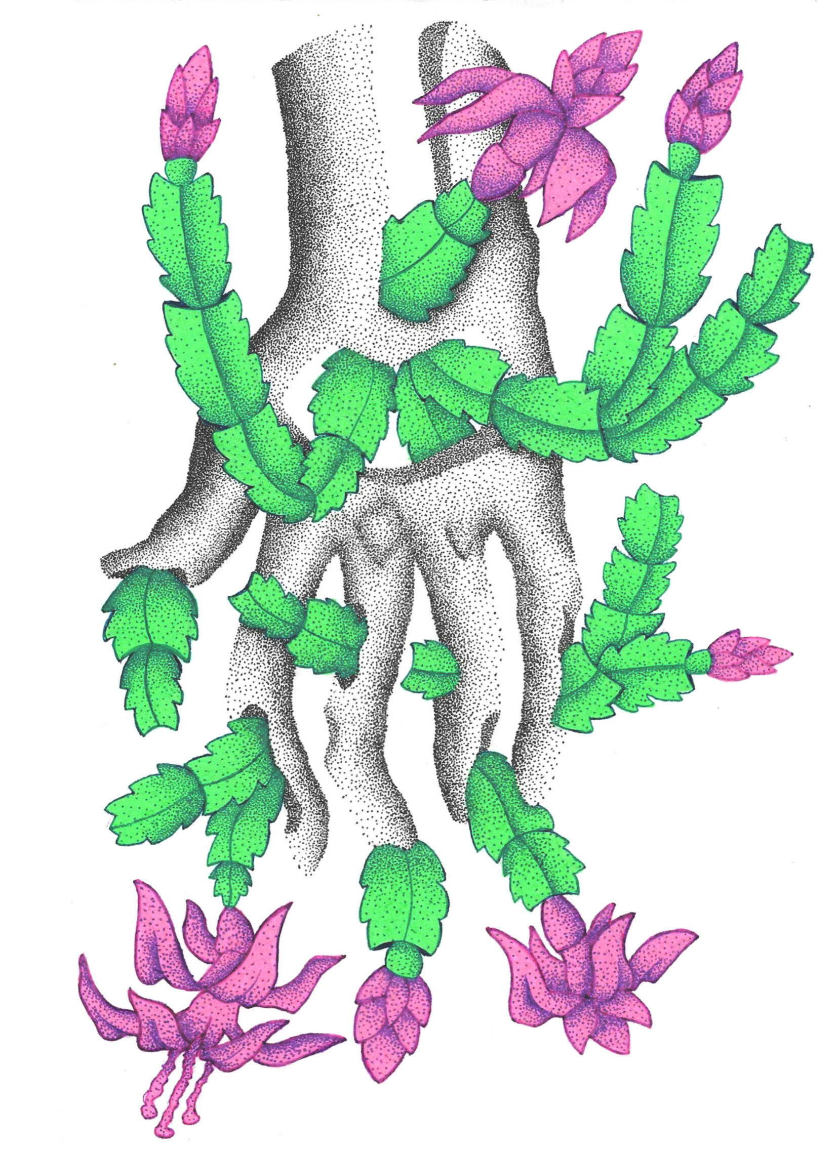 Christmas Cactus